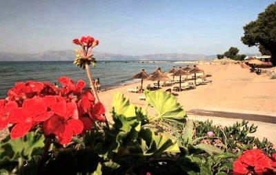 flowers overlooking beach